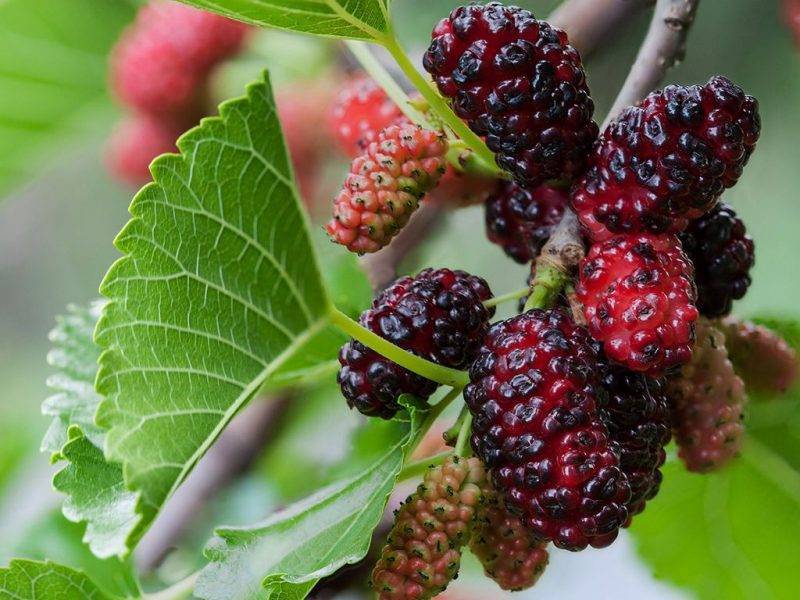 Шелковица купить саженцы из питомнике в Сыктывкаре
