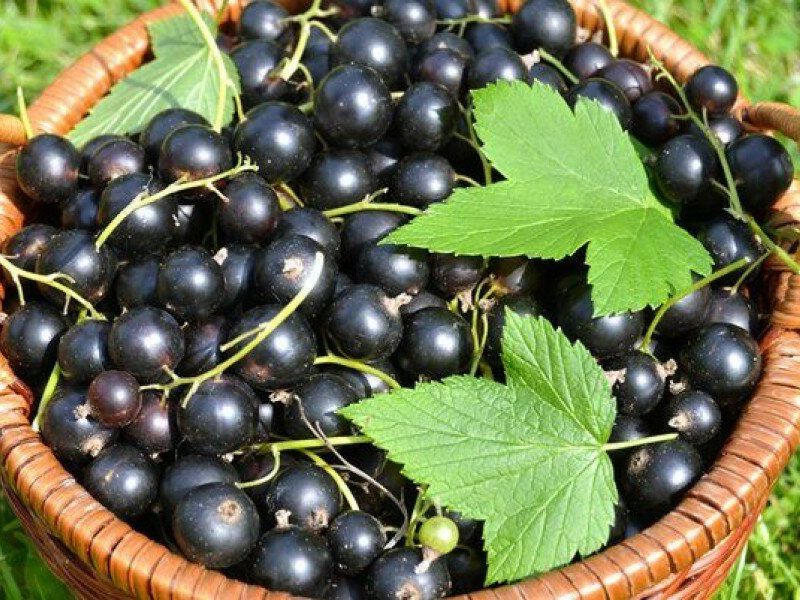 Смородина купить саженцы из питомника в Сыктывкаре