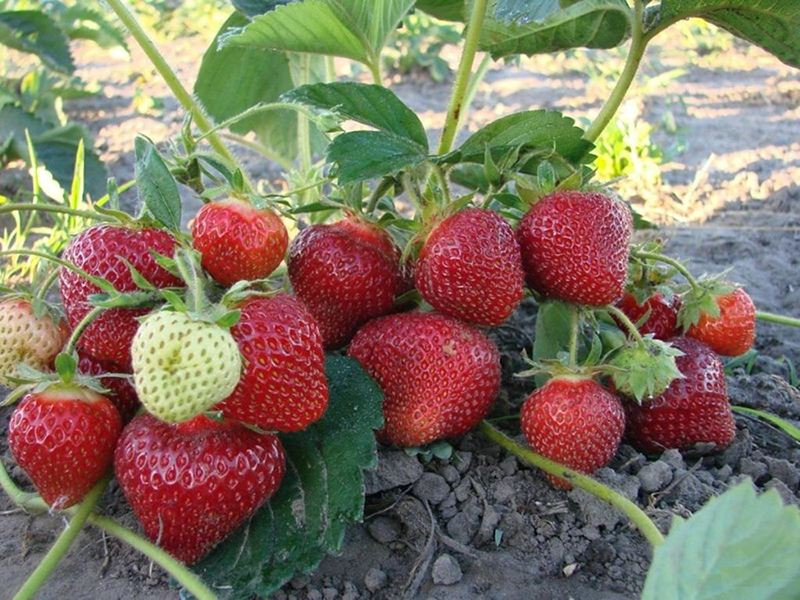 Клубника купить саженцы из питомника в Сыктывкаре
