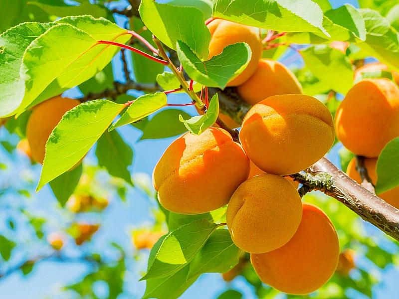 Абрикос купить саженцы из питомнике в Сыктывкаре