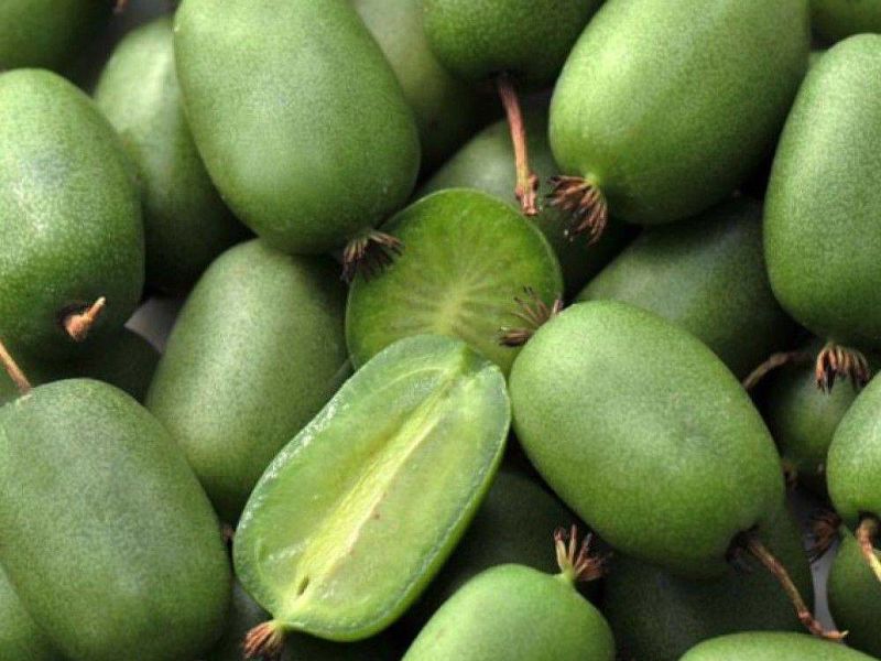 Актинидия купить саженцы из питомнике в Сыктывкаре