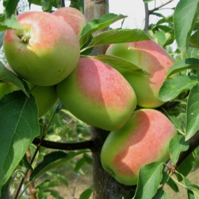 Яблоня "КАНДИЛЬ СИНАЛ"